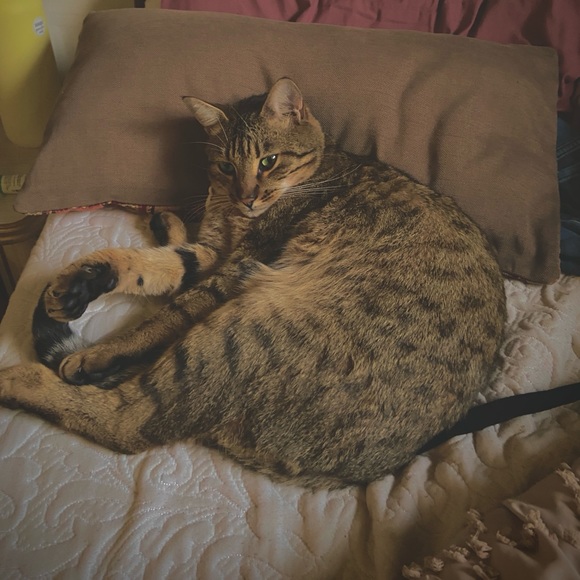 Welcome 💞 make an offer ! - Picture 4 of 7